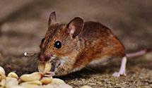 24 Hour & Emergency Exterminators in HBJ, FL